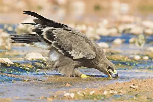 Images Dated 30th October 2017: Steppe Eagle