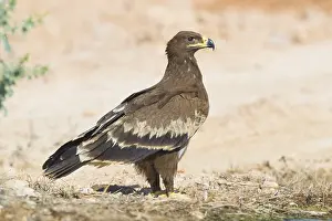 Images Dated 30th October 2017: Steppe Eagle