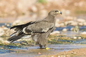 Images Dated 30th October 2017: Steppe Eagle