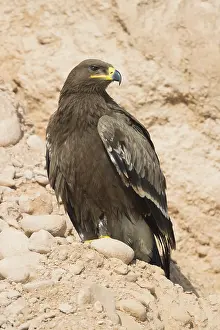 Images Dated 2nd November 2017: Steppe Eagle