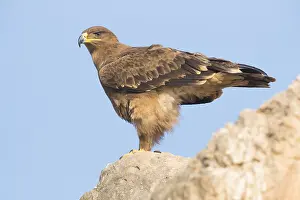 Images Dated 2nd November 2017: Steppe Eagle