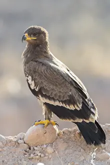 Vertical Prints: Steppe Eagle