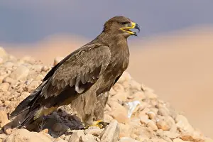 Eagles Prints: Steppe Eagle
