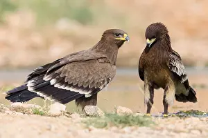 Eagles Prints: Steppe Eagle