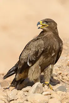 Eagles Prints: Steppe Eagle