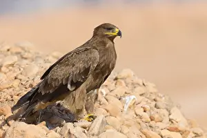 Eagles Prints: Steppe Eagle