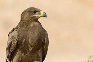 Accipitriformes Prints: Steppe Eagle