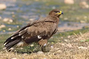 Accipitriformes Prints: Steppe Eagle