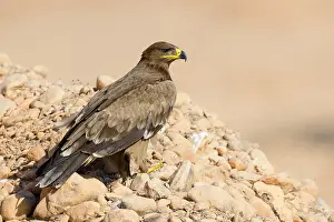 Accipitriformes Prints: Steppe Eagle