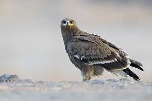 Accipitriformes Prints: Steppe Eagle