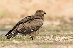 Accipitriformes Prints: Steppe Eagle