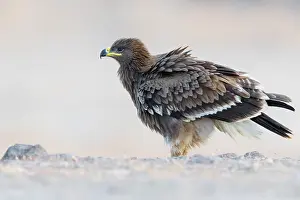 Accipitriformes Prints: Steppe Eagle