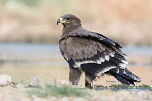 Accipitriformes Prints: Steppe Eagle