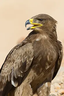 Accipitriformes Prints: Steppe Eagle