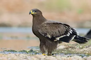 Accipitriformes Prints: Steppe Eagle