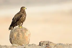 Accipitriformes Prints: Steppe Eagle