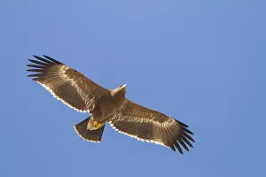 Images Dated 9th February 2013: Steppe Eagle; Aquila Nipalensis