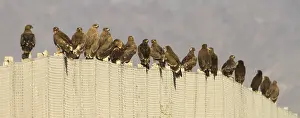 Images Dated 9th February 2013: Steppe Eagle and Greater Spotted Eagle