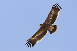 Images Dated 15th October 2010: Steppenarend, Steppe eagle, Aquila nipalensis