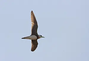 Images Dated 5th June 2007: Steppeplevier, Oriental Plover, Charadrius veredus