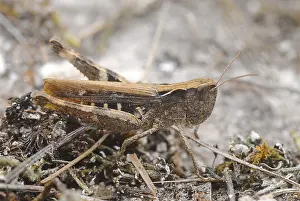 Zuijderduijn Prints: Steppesprinkhaan, Chorthippus vagans