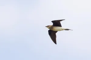 Images Dated 18th June 2014: Steppevorkstaartplevier, Black-winged Pratincole, Glareola nordm