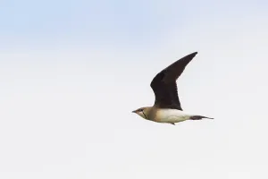 Images Dated 18th June 2014: Steppevorkstaartplevier, Black-winged Pratincole, Glareola nordm