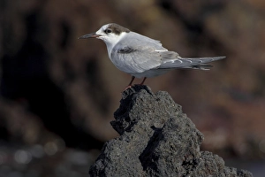Images Dated 2nd October 2006: Sterna comune; Common Tern; Sterna hirundo