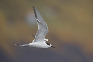 Azzorre Prints: Sterna comune; Common Tern; Sterna hirundo