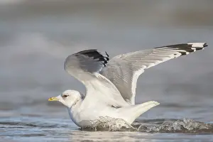 Images Dated 4th January 2015: Stormmeeuw, Common Gull, Larus canus