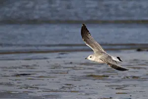 Eerste Jaars Prints: Stormmeeuw, Common Gull, Larus canus canus