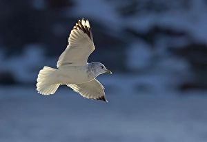 2002 Prints: Stormmeeuw, Mew Gull, Larus Canus