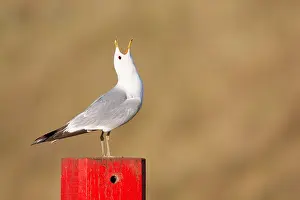 2011 Prints: Stormmeeuw, Mew Gull, Larus canus
