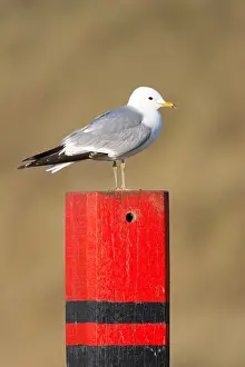 2011 Prints: Stormmeeuw, Mew Gull, Larus canus