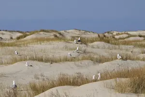Kolonie Prints: Stormmeeuw, Mew Gull, Larus canus