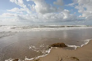 Sea Weed Prints: Strand, Beach
