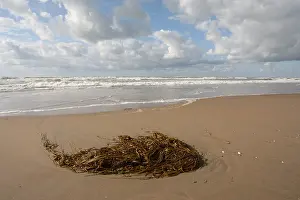 Sea Weed Prints: Strand, Beach