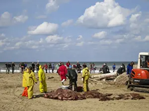 Bultrug Prints: Stranded whale at Scheveningen