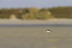 2013 Prints: Strandplevier, Kentish Plover, Charadrius alexandrinus