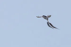 Images Dated 15th December 2023: Strange-tailed Tyrant, Alectrurus risora