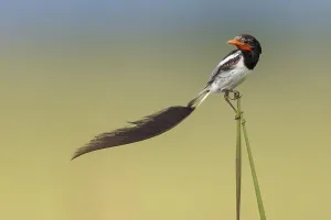 Images Dated 15th December 2023: Strange-tailed Tyrant, Alectrurus risora