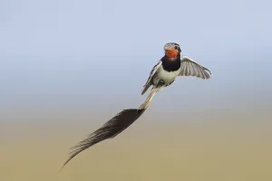 Images Dated 15th December 2023: Strange-tailed Tyrant, Alectrurus risora