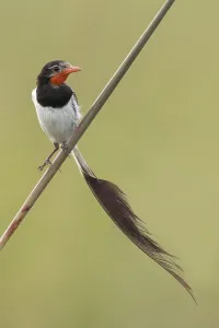 Images Dated 15th December 2023: Strange-tailed Tyrant, Alectrurus risora