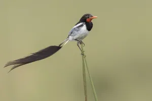 Images Dated 15th December 2023: Strange-tailed Tyrant, Alectrurus risora