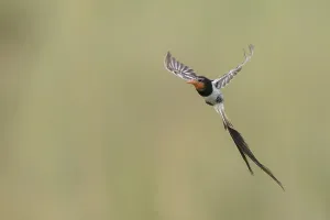 Images Dated 15th December 2023: Strange-tailed Tyrant, Alectrurus risora