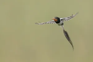 Images Dated 15th December 2023: Strange-tailed Tyrant, Alectrurus risora