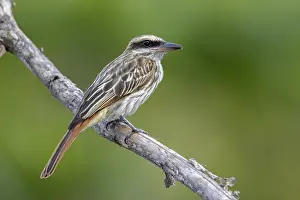 2021 Prints: Streaked Flycatcher (Myiodynastes maculatus)