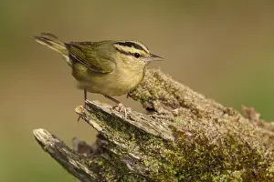 Images Dated 23rd April 2014: Streepkopzanger, Worm-eating Warbler, Helmitheros vermivorum