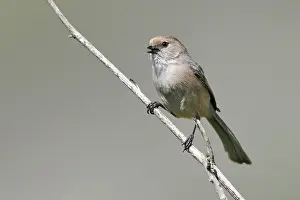 2008 Prints: Struikmees, Bushtit, Psaltriparus minimus