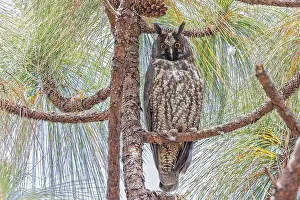 Images Dated 26th March 2023: Stygian Owl, Asio stygius